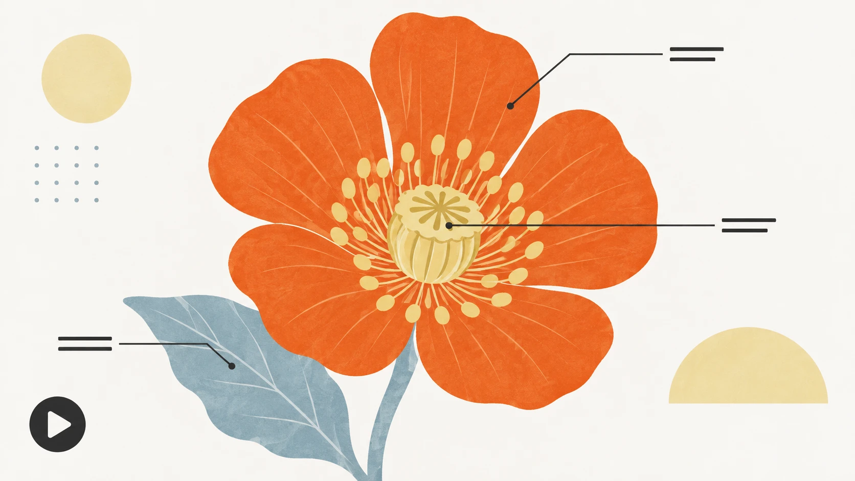 Botanische Unterrichtsgrafik mit visuellen Anmerkungen